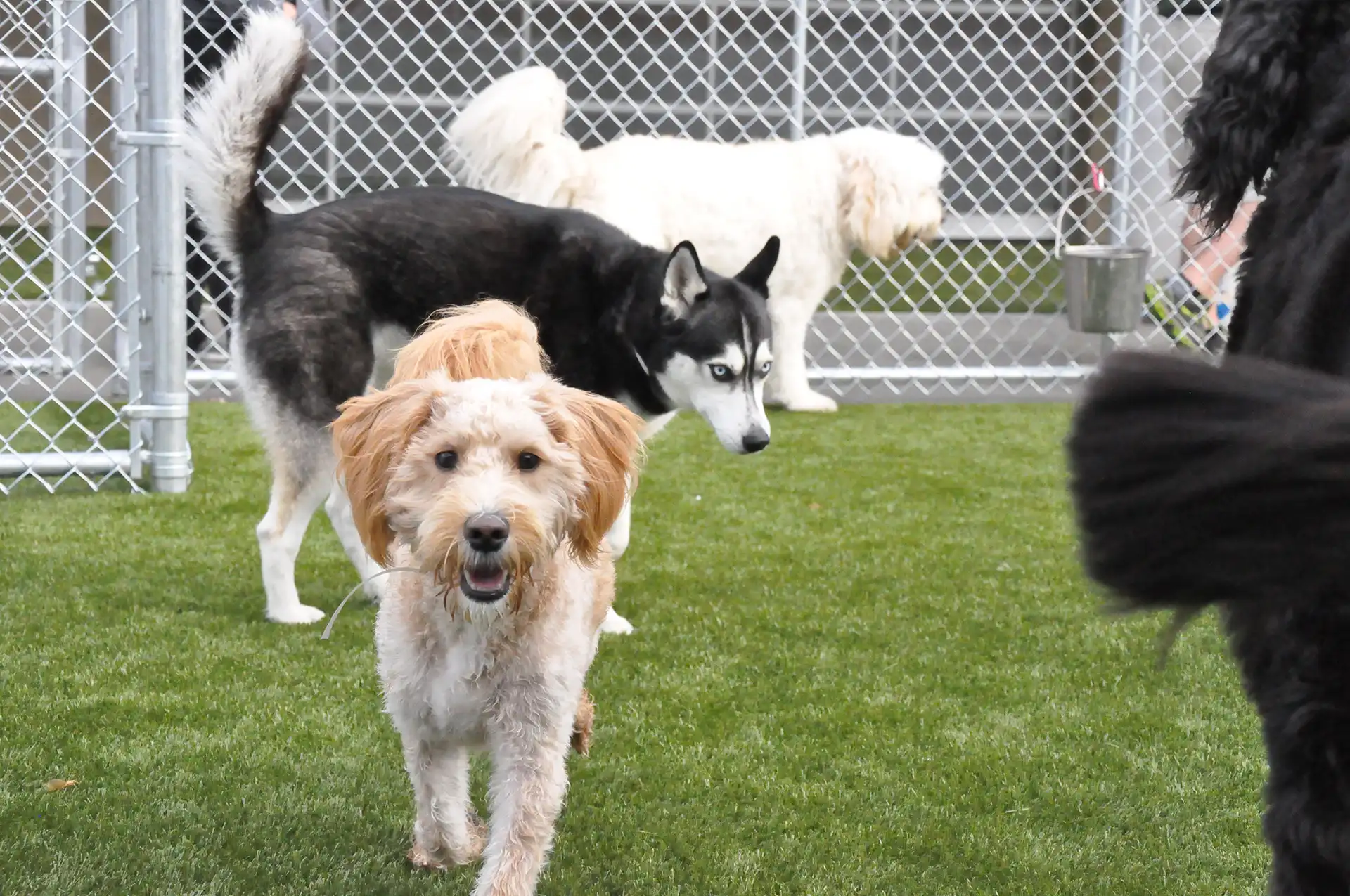 Whiskers Resort & Pet Spa Dog Daycare Grand Rapids, MI